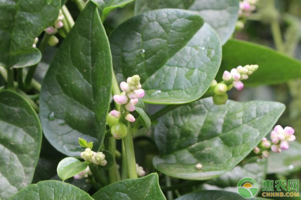 提高木耳菜产量需要掌握的科学种植方法有哪些？-图片版权归惠农网所有