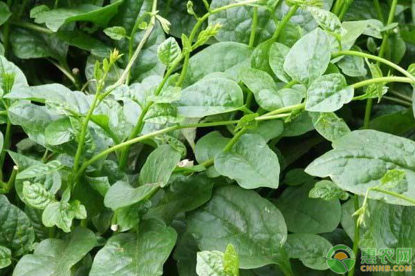 提高木耳菜产量需要掌握的科学种植方法有哪些？-图片版权归惠农网所有