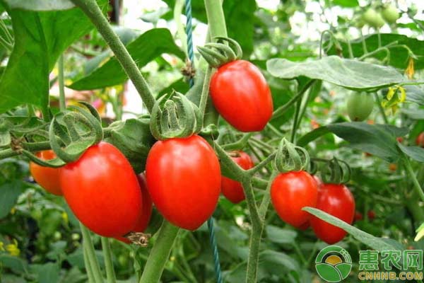 圣女果怎么种？圣女果栽培教程-图片版权归惠农网所有