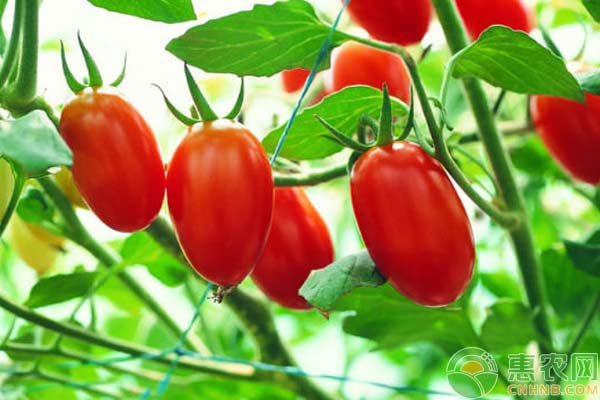 圣女果怎么种？圣女果栽培教程-图片版权归惠农网所有