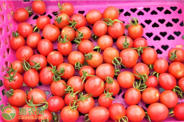 种植课堂：大棚圣女果如何提高产量？-图片版权归惠农网所有