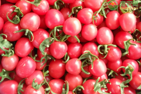 种植课堂：大棚圣女果如何提高产量？-图片版权归惠农网所有