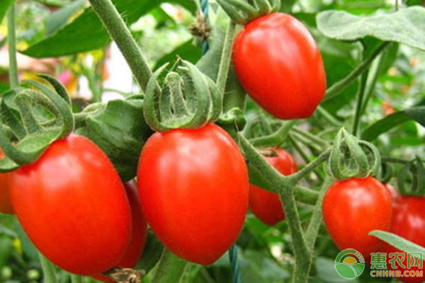 圣女果的高产种植技术管理（新手必看）-图片版权归惠农网所有