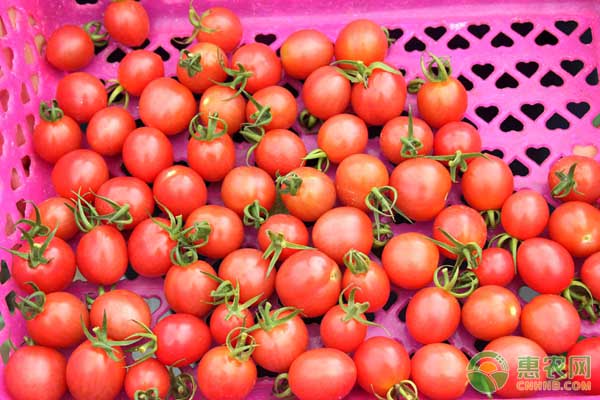 圣女果的高产种植技术管理（新手必看）-图片版权归惠农网所有