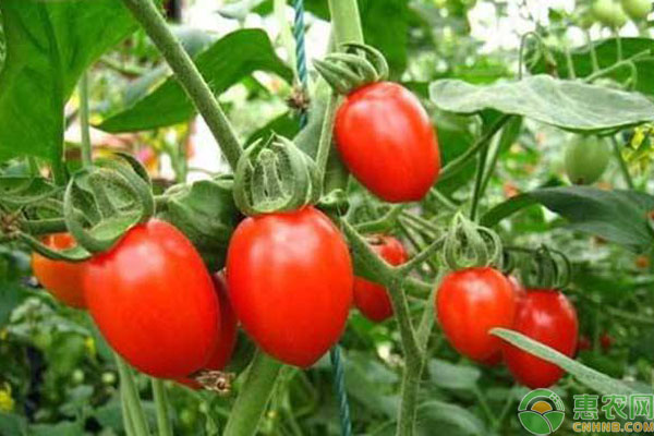 圣女果高产高质栽种方法要点-图片版权归惠农网所有