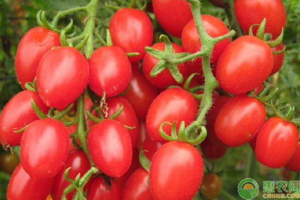 圣女果高产高质栽种方法要点-图片版权归惠农网所有