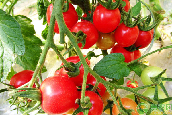 圣女果高产高质栽种方法要点-图片版权归惠农网所有