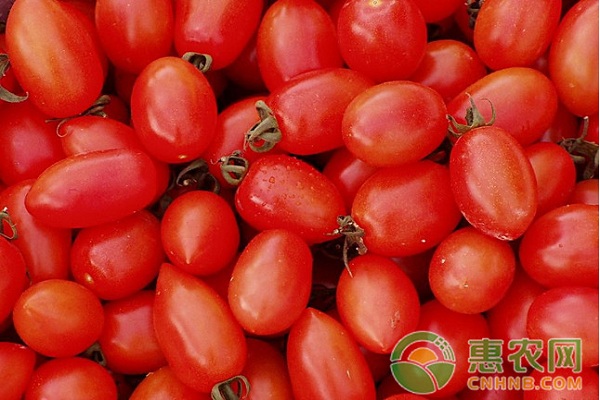 圣女果如何种植才能高产？圣女果优质高产栽培技术-图片版权归惠农网所有