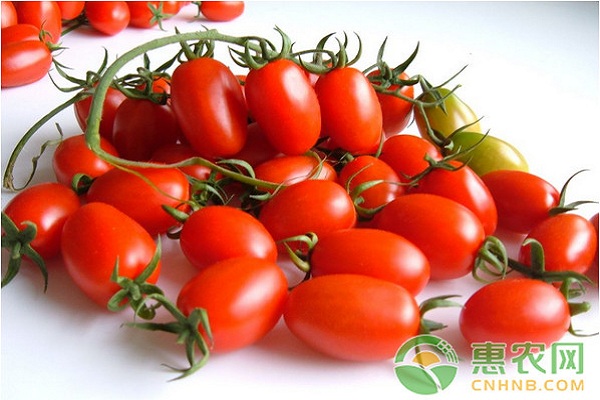 圣女果如何种植才能高产？圣女果优质高产栽培技术-图片版权归惠农网所有