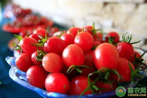 圣女果周期问题总结及种植管理要点（附推荐配方）-图片版权归惠农网所有