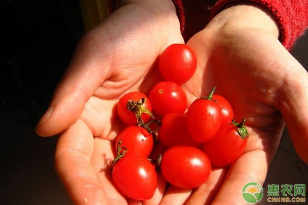 圣女果周期问题总结及种植管理要点（附推荐配方）-图片版权归惠农网所有