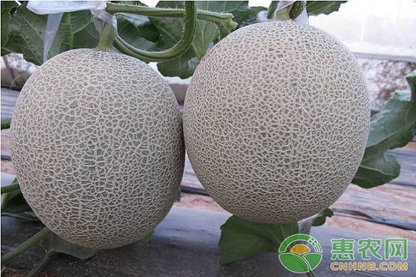 哈密瓜种植方法-图片版权归惠农网所有