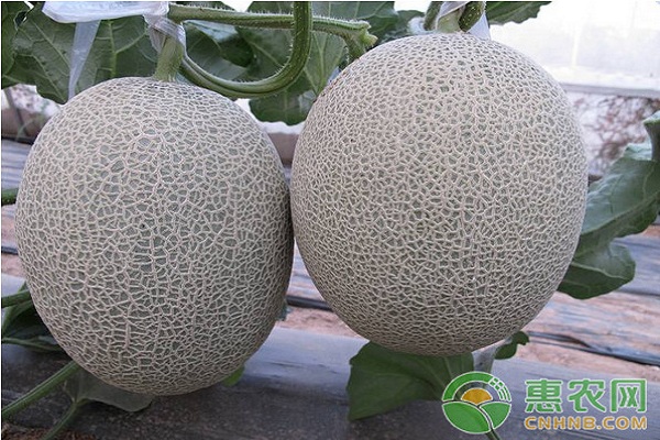 大棚哈密瓜的种植技术及管理要点-图片版权归惠农网所有