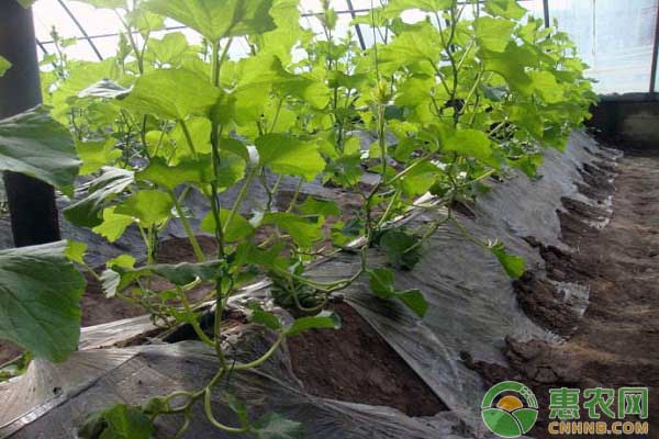 大棚哈密瓜的种植技术及管理要点-图片版权归惠农网所有