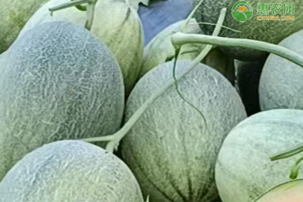 哈密瓜种植方法与技术-图片版权归惠农网所有