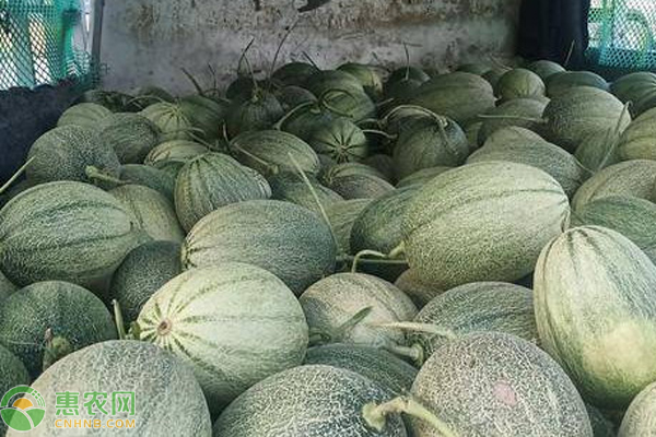 哈密瓜种植方法与技术-图片版权归惠农网所有