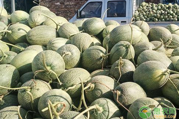 哈密瓜种植方法与技术-图片版权归惠农网所有