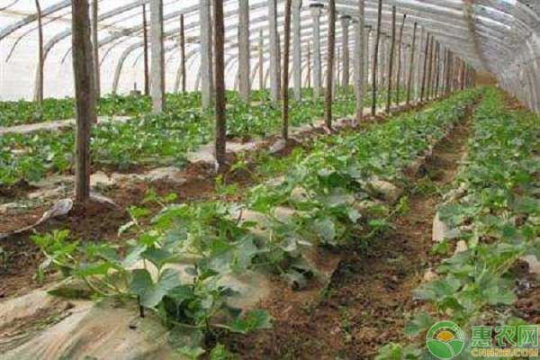 哈密瓜种植时间和方法-图片版权归惠农网所有