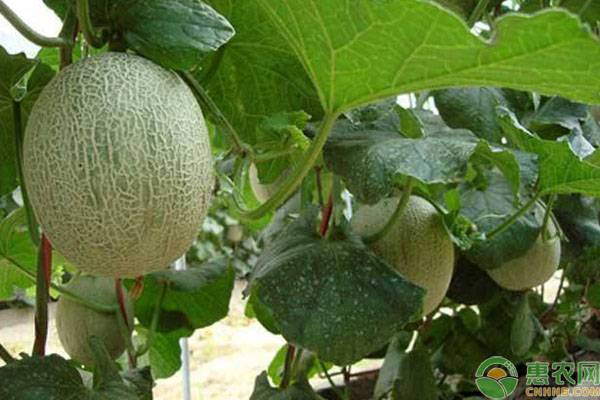 哈密瓜种植时间和方法-图片版权归惠农网所有
