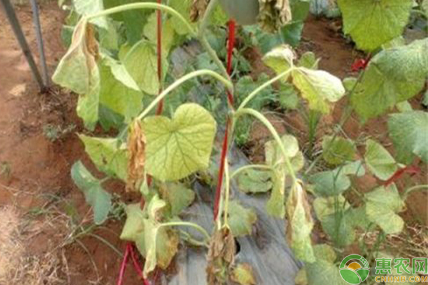 哈密瓜疫病的防治方法-图片版权归惠农网所有