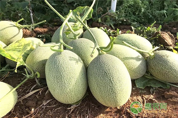 哈密瓜疫病的防治方法-图片版权归惠农网所有