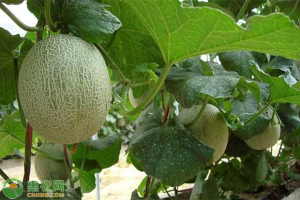 哈密瓜高产栽培施肥技术-图片版权归惠农网所有