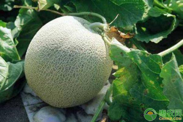 哈密瓜高产栽培施肥技术-图片版权归惠农网所有