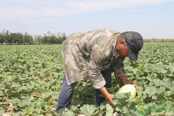 哈密瓜种植想高产，施肥管理技术是关键！-图片版权归惠农网所有