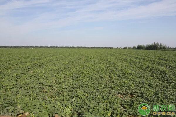 哈密瓜种植想高产，施肥管理技术是关键！-图片版权归惠农网所有