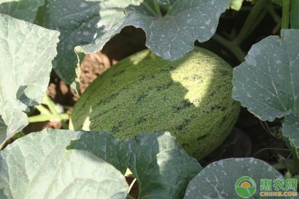 哈密瓜种植想高产，施肥管理技术是关键！-图片版权归惠农网所有