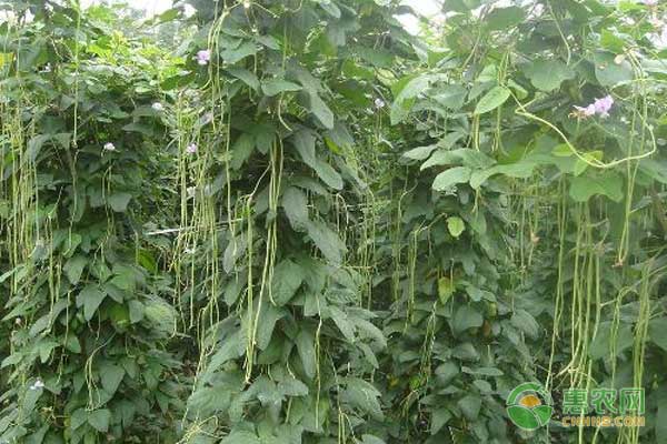 豇豆怎么种？豇豆高产种植技术-图片版权归惠农网所有