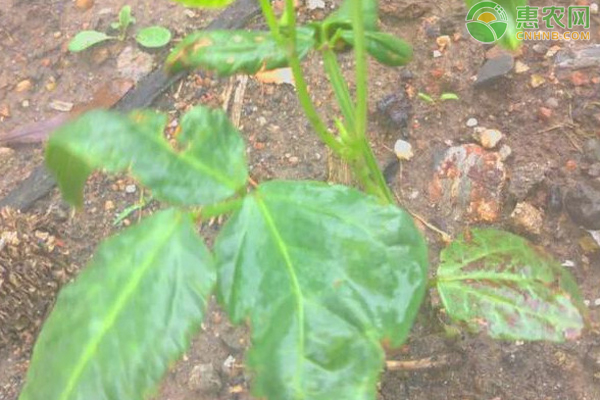 豇豆夏季栽培技术-图片版权归惠农网所有