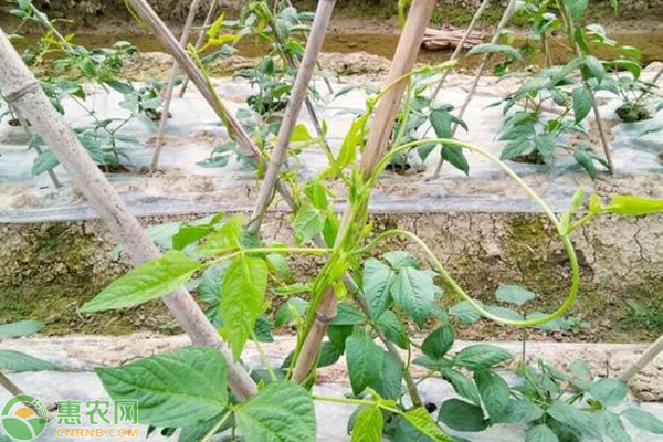 豇豆夏季栽培技术-图片版权归惠农网所有
