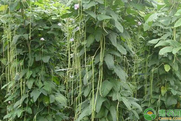 豇豆夏季栽培技术-图片版权归惠农网所有