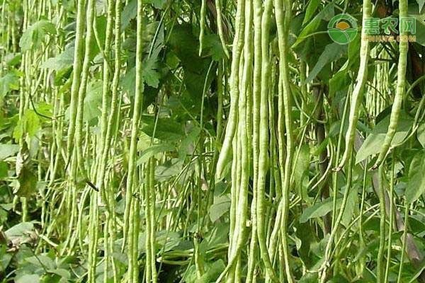 露天豇豆种植时间和方法-图片版权归惠农网所有