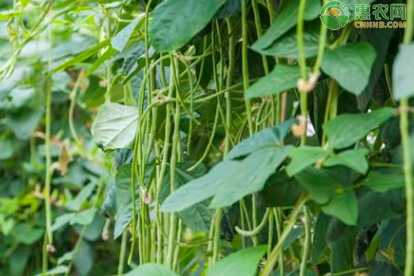 露天豇豆种植时间和方法-图片版权归惠农网所有