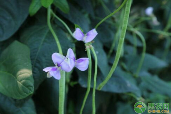 提高豇豆产量及品质的栽培技术有哪些？-图片版权归惠农网所有