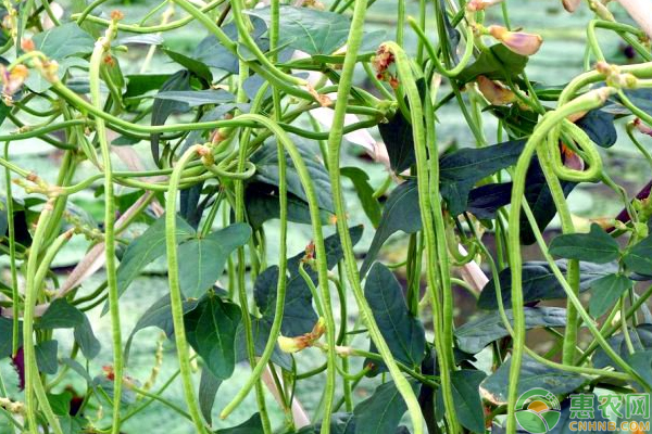 提高豇豆产量及品质的栽培技术有哪些？-图片版权归惠农网所有