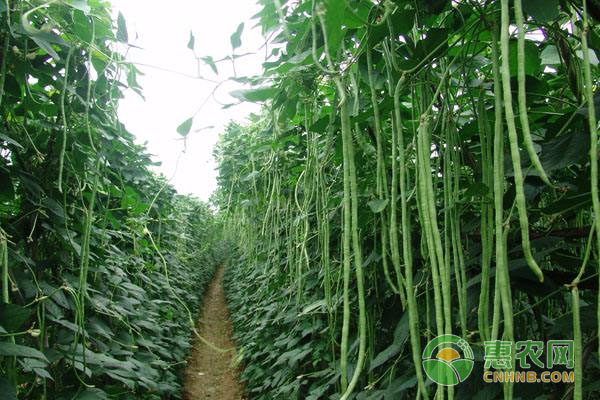 如何提高豇豆产量？豇豆高产种植-图片版权归惠农网所有
