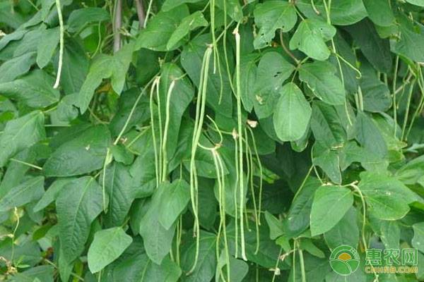 豇豆想要结的多，这4个施肥要点很关键！-图片版权归惠农网所有