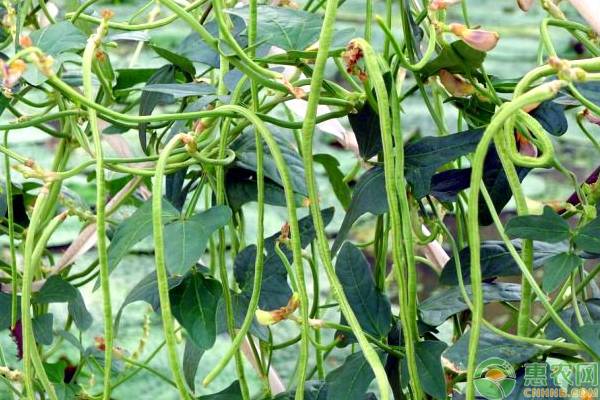 豇豆想要结的多，这4个施肥要点很关键！-图片版权归惠农网所有