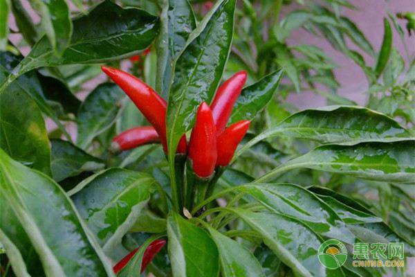 朝天椒的种植技术-图片版权归惠农网所有