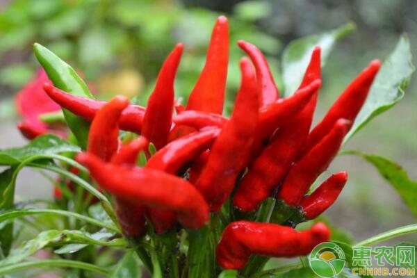 朝天椒的种植技术-图片版权归惠农网所有