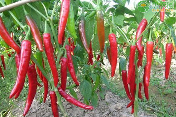 辣椒成熟期不变红是什么原因？-图片版权归惠农网所有