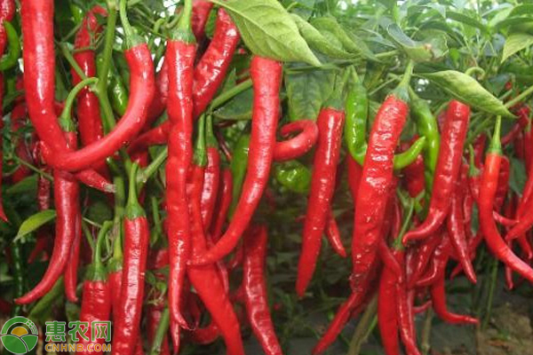 辣椒成熟期不变红是什么原因？-图片版权归惠农网所有
