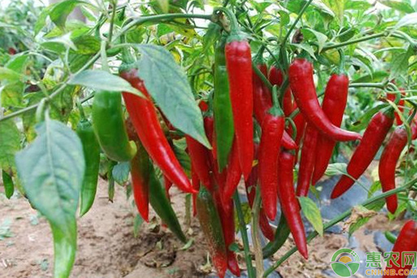 辣椒成熟期不变红是什么原因？-图片版权归惠农网所有