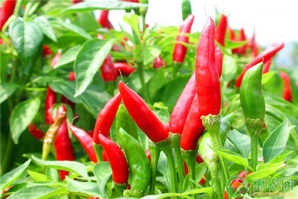 天鹰椒怎么种植？天鹰椒的优质管理方法-图片版权归惠农网所有