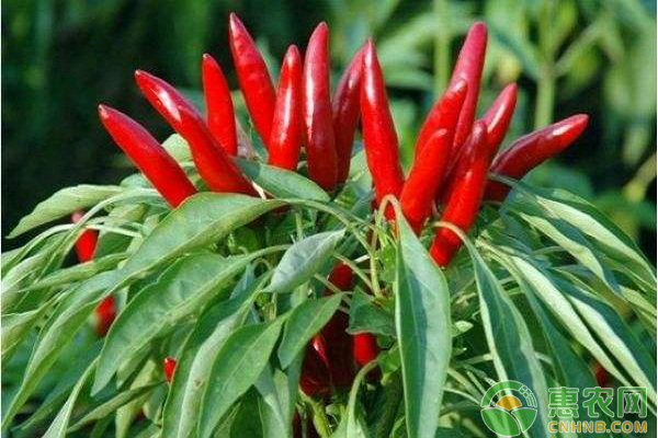 天鹰椒怎么种植？天鹰椒的优质管理方法-图片版权归惠农网所有