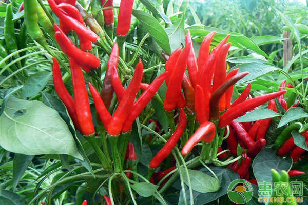 天鹰椒怎么种植？天鹰椒的优质管理方法-图片版权归惠农网所有