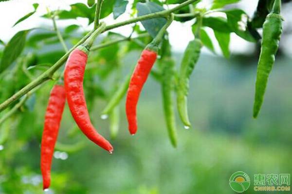 辣椒可跟哪些农作物混种？-图片版权归惠农网所有